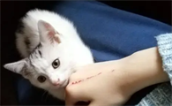 猫抓了怎么办