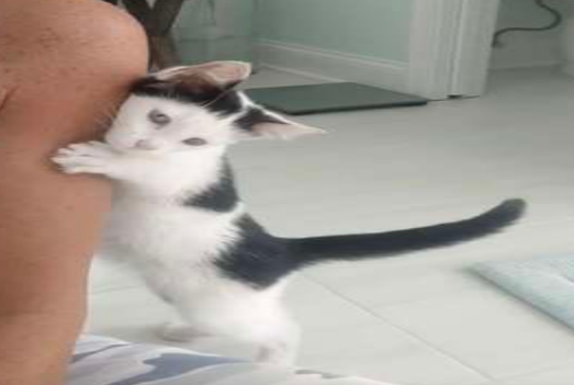 逛卖场偶遇流浪猫睡货架,暖妈果断决定收养 逛卖场偶遇流浪猫睡货架,暖妈果断决定收养