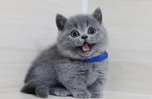 英短和蓝猫是一个品种吗？想养的了解下吧