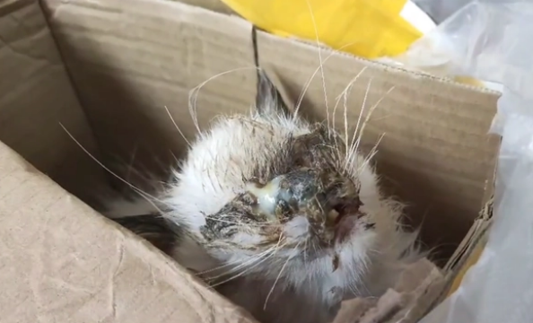 睁不开眼的猫咪找回家,只换来繁殖户的嫌弃 睁不开眼的猫咪找回家,只换来繁殖户的嫌弃