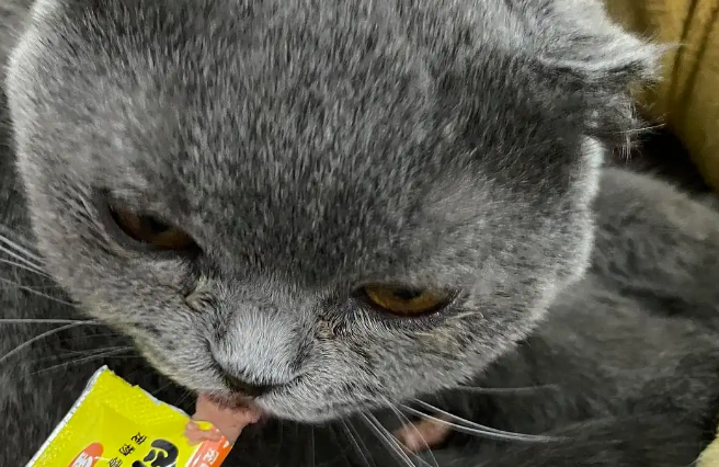 猫条是什么东西 猫条是什么东西