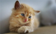 成猫是几个月