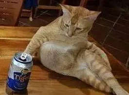 猫喝酒会怎么样 猫喝酒会怎么样