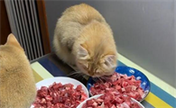 猫能吃牛肉吗