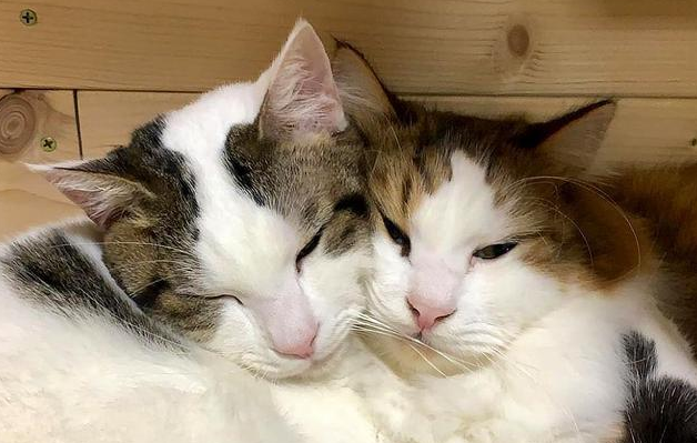 小猫怎么看公母 小猫怎么看公母