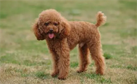 如何训练泰迪犬