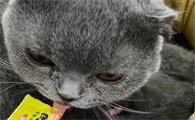 猫条是什么东西