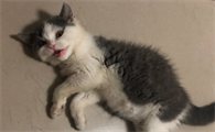 猫传腹治疗土方