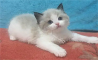 猫几个月成年