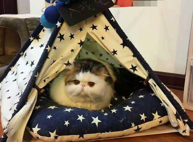 需要给猫咪买猫窝吗 需要给猫咪买猫窝吗