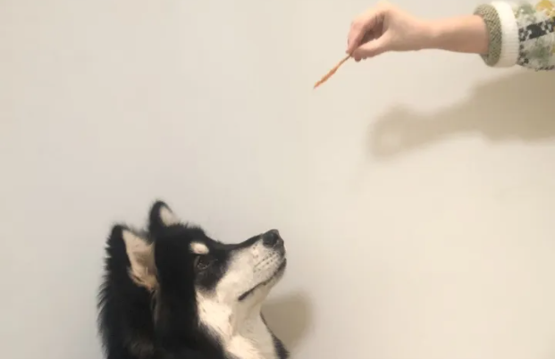 宠物吃零食好吗 宠物吃零食好吗