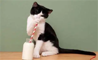 猫能喝牛奶吗