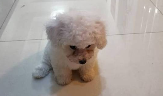 不习惯新家的比熊犬，老在同一个地方跌倒