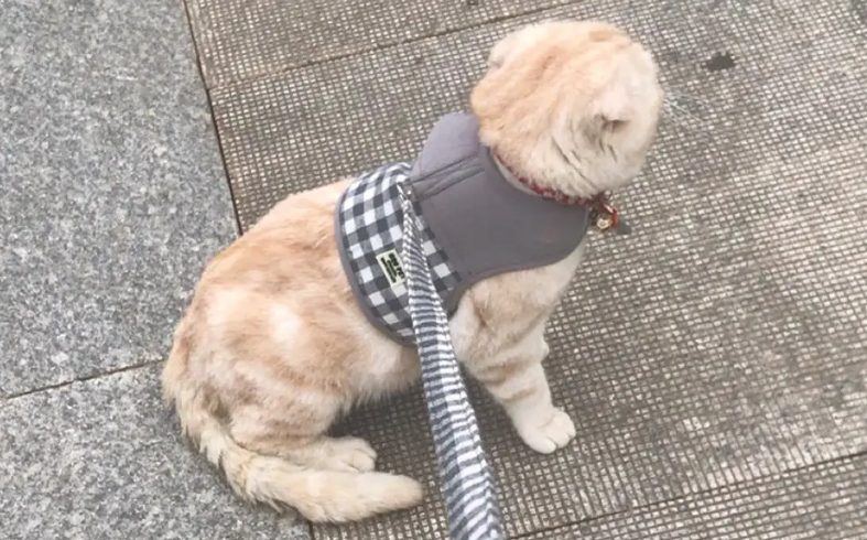 猫可以用牵引绳