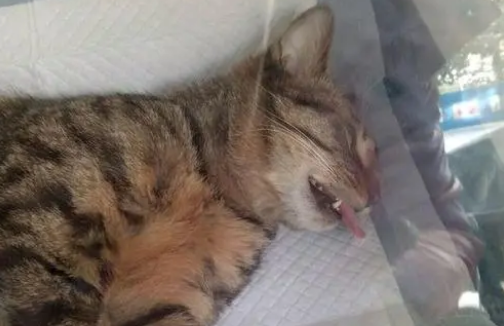 猫咪多大绝育