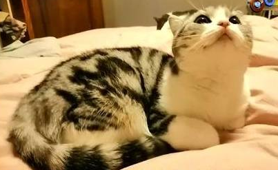 美短洗澡时突然死了,猫主人边看监控边哭 美短洗澡时突然死了,猫主人边看监控边哭