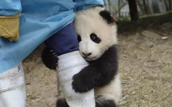 熊猫追不到孔雀，气得打滚耍赖！
