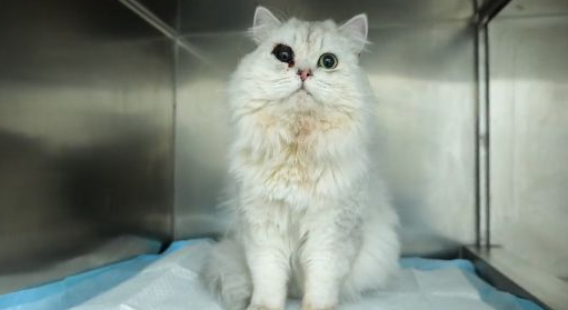 谎称是坠楼流浪猫,送医后发现不对劲 谎称是坠楼流浪猫,送医后发现不对劲