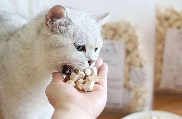 猫可以吃什么零食