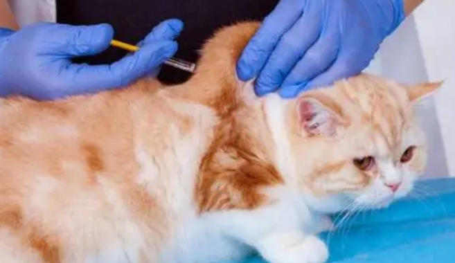 猫三联多少钱 猫三联多少钱