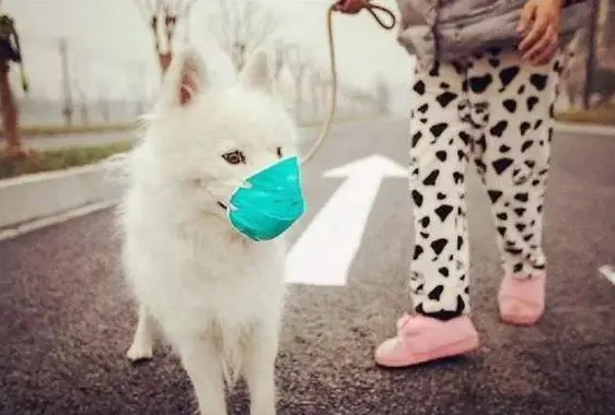 猫狗为什么不感染新型冠状病毒