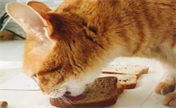 猫可以吃面包吗