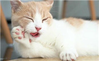 猫发出呼呼的声音是什么情况