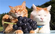 猫可以吃葡萄吗