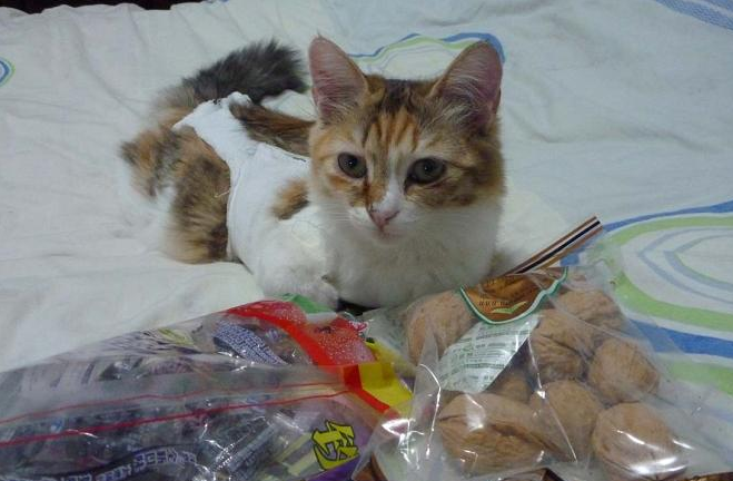 猫能吃核桃吗