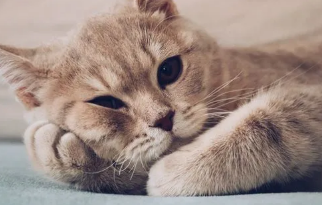 治疗猫咪毛囊炎最有效的药是什么