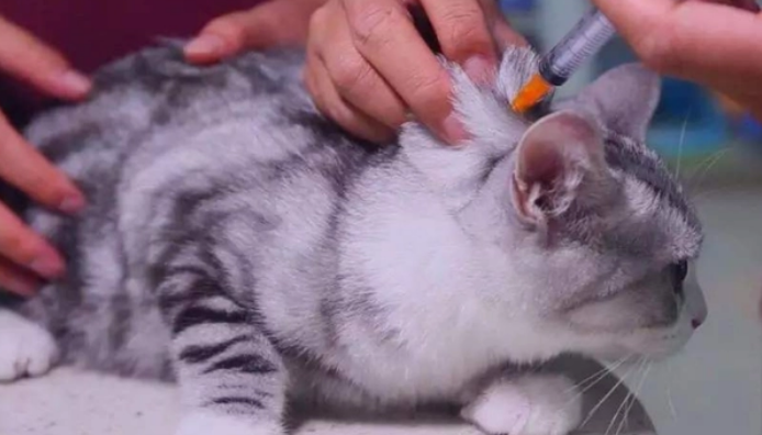 猫多大打疫苗 猫多大打疫苗