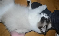 猫咪发情怎么办