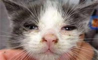 猫鼻支的症状