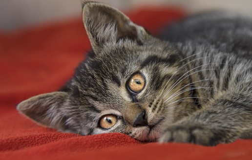 猫咪总是流眼泪是怎么回事