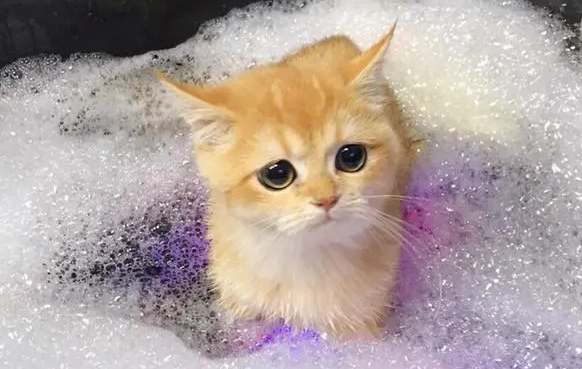 小猫多大能洗澡 小猫多大能洗澡