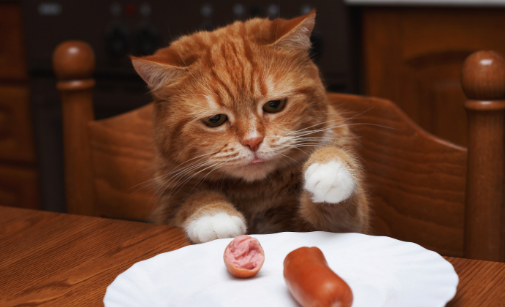 猫可以吃香肠吗