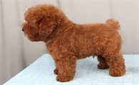 泰迪吃什么牌子狗粮最好