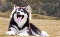 阿拉斯加犬智商