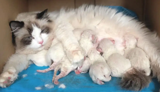 猫一年生几窝