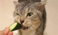猫能吃黄瓜吗