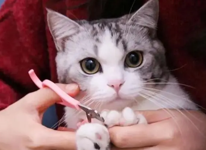 猫咪指甲怎么剪 猫咪指甲怎么剪