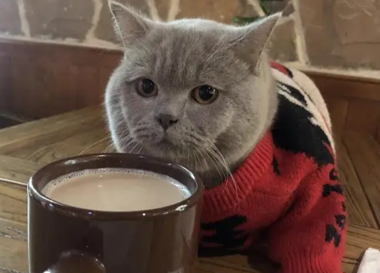 猫能喝咖啡吗