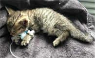 猫瘟怎么治疗