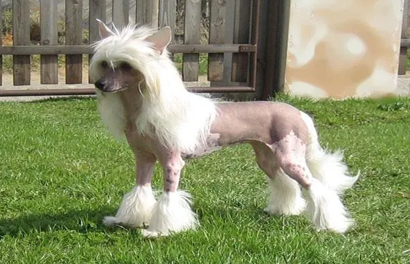 中国冠毛犬价格