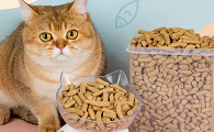 一般猫吃什么零食