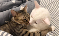 猫什么时候发情