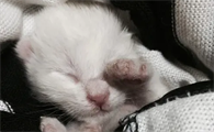 小猫几天睁眼