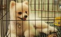 狗窝狗笼哪个好