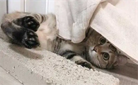猫怕什么声音