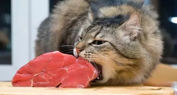 猫可以吃猪肉吗 猫可以吃猪肉吗